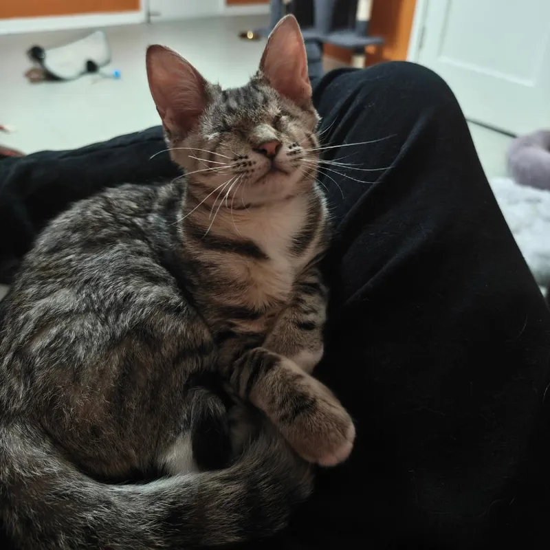 Suki thumbnail 5