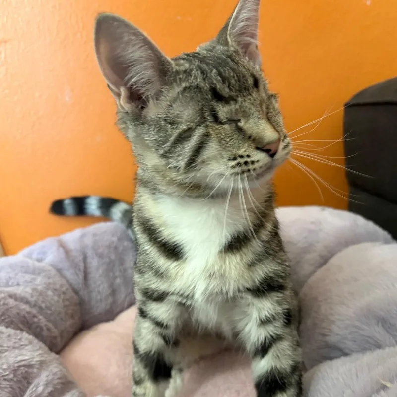 Suki thumbnail 6