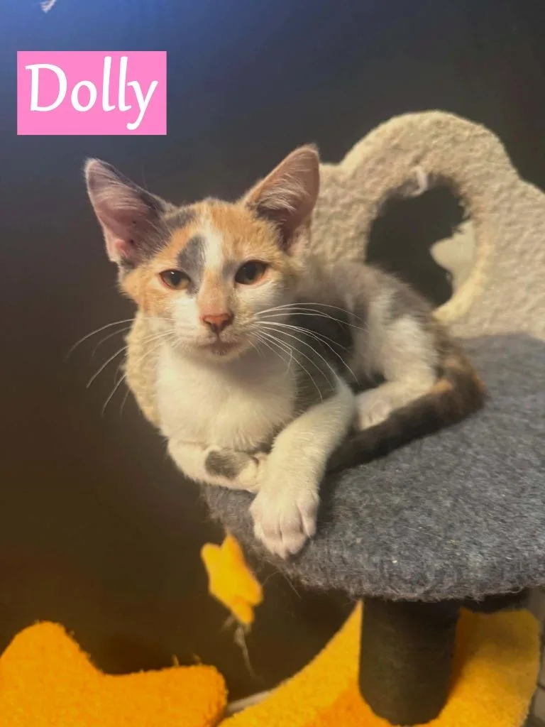 A baby medium-sized female Domestic Short Hair cat named Dolly for adoption in Hoover , AL