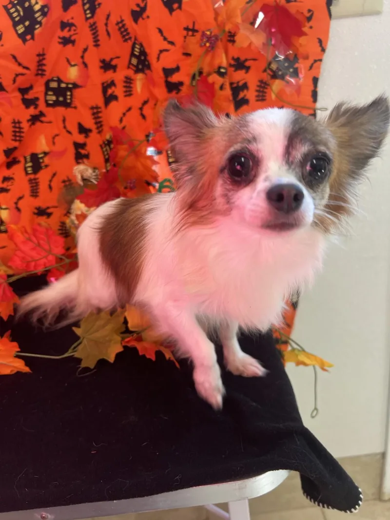 An adult small-sized male Chihuahua dog named Bernie for adoption in Upper Sandusky, OH