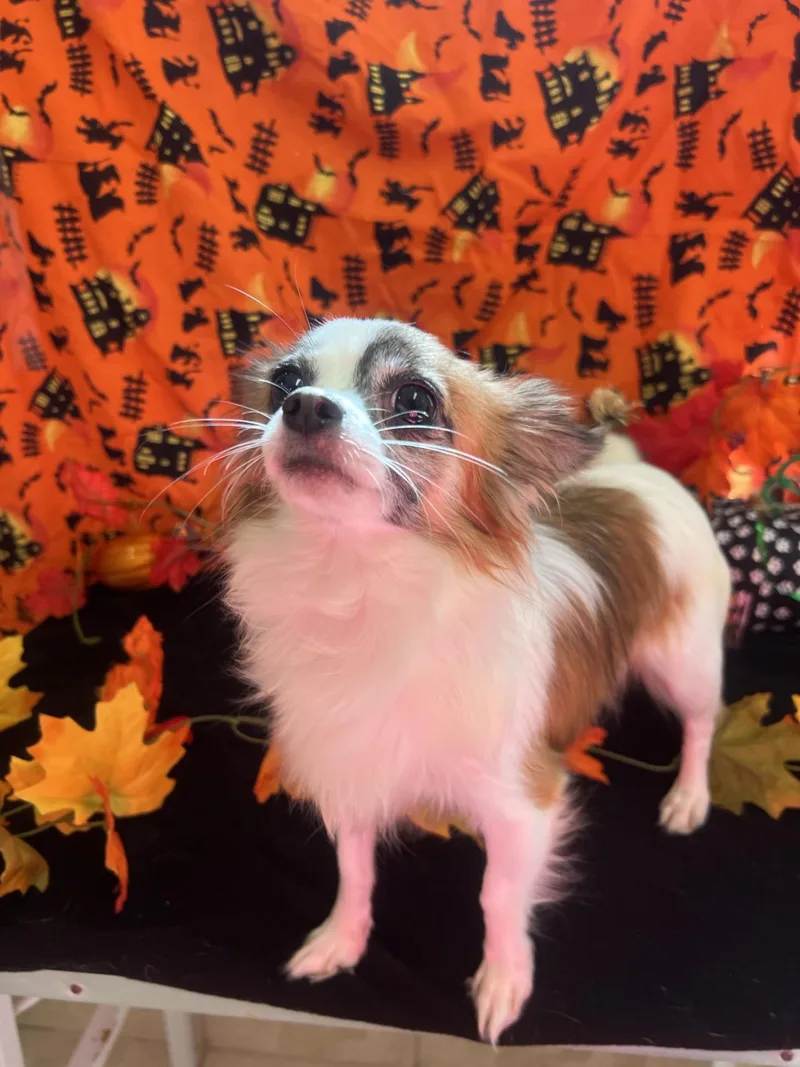 Bernie thumbnail 2