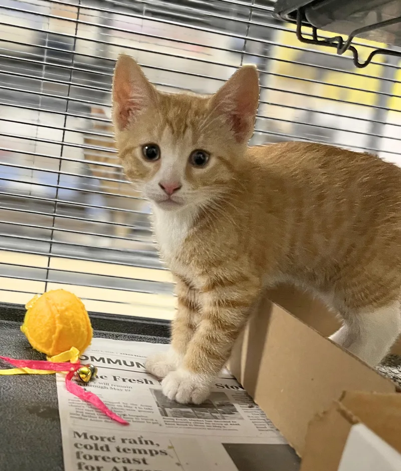 A baby medium-sized male Tabby (Orange / Red) Domestic Short Hair cat named Marshall for adoption in Seville, OH