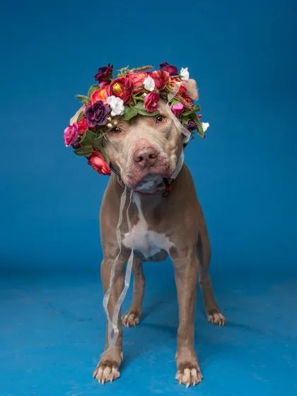 A senior medium-sized female Pit Bull Terrier dog named Willow for adoption in Atlanta, GA