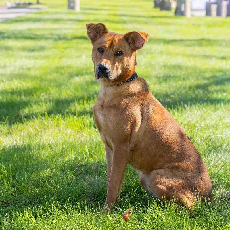An adult medium-sized female Mixed Breed dog named Mindy for adoption in Dearborn, MI
