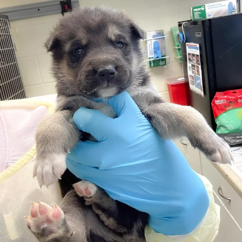 A baby medium-sized male Brown / Chocolate Husky dog named Tundra for adoption in Austin, TX