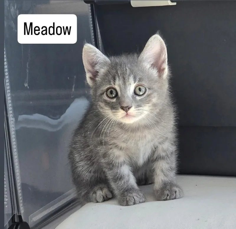 A baby small-sized female Domestic Short Hair cat named Meadow for adoption in Long Beach, CA