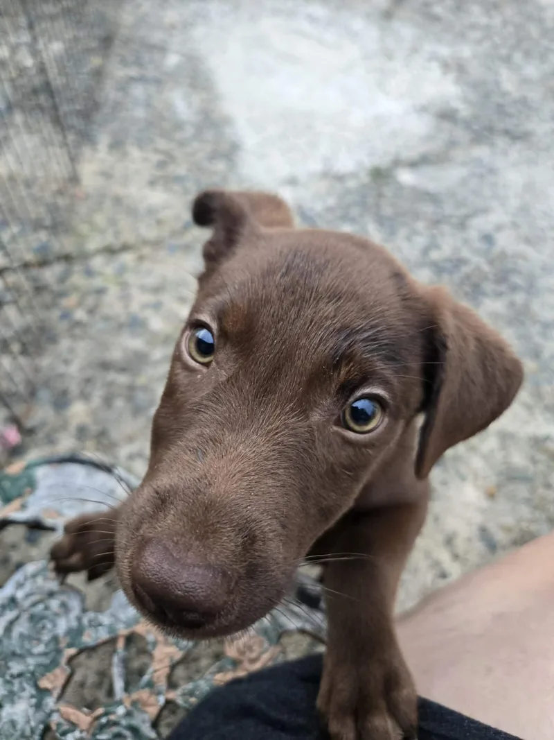 A baby medium-sized female Weimaraner dog named Melody for adoption in Virginia Beach, VA