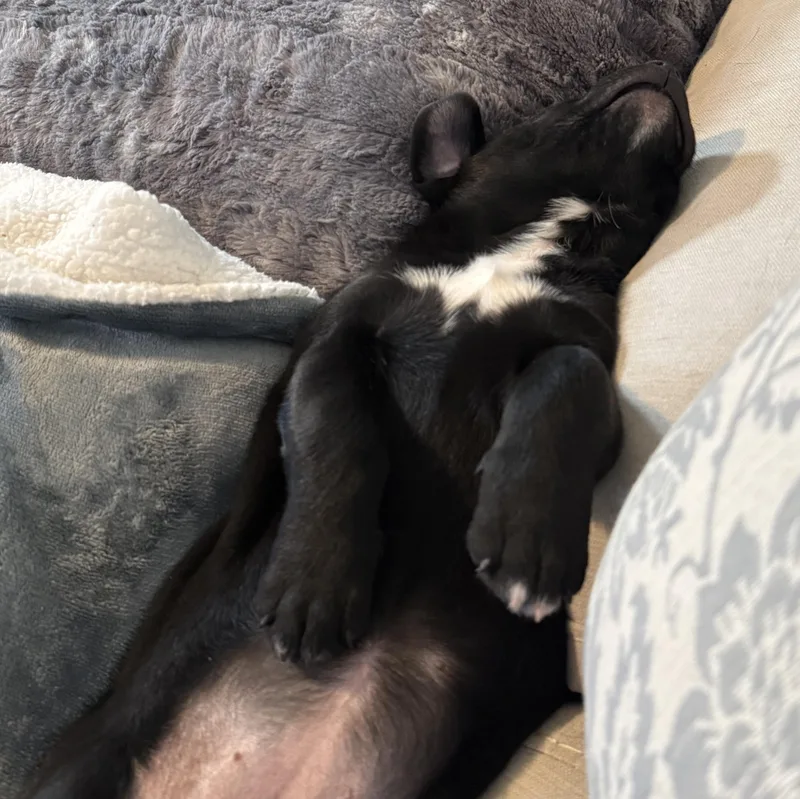 Harmonica thumbnail 2