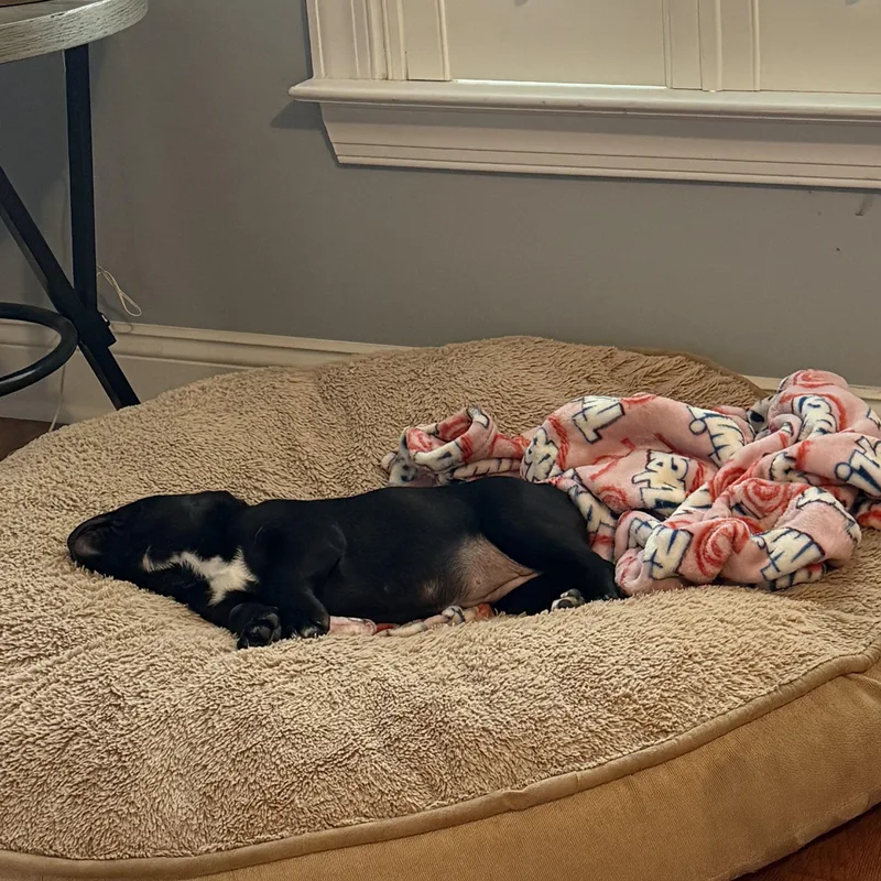 Harmonica thumbnail 3