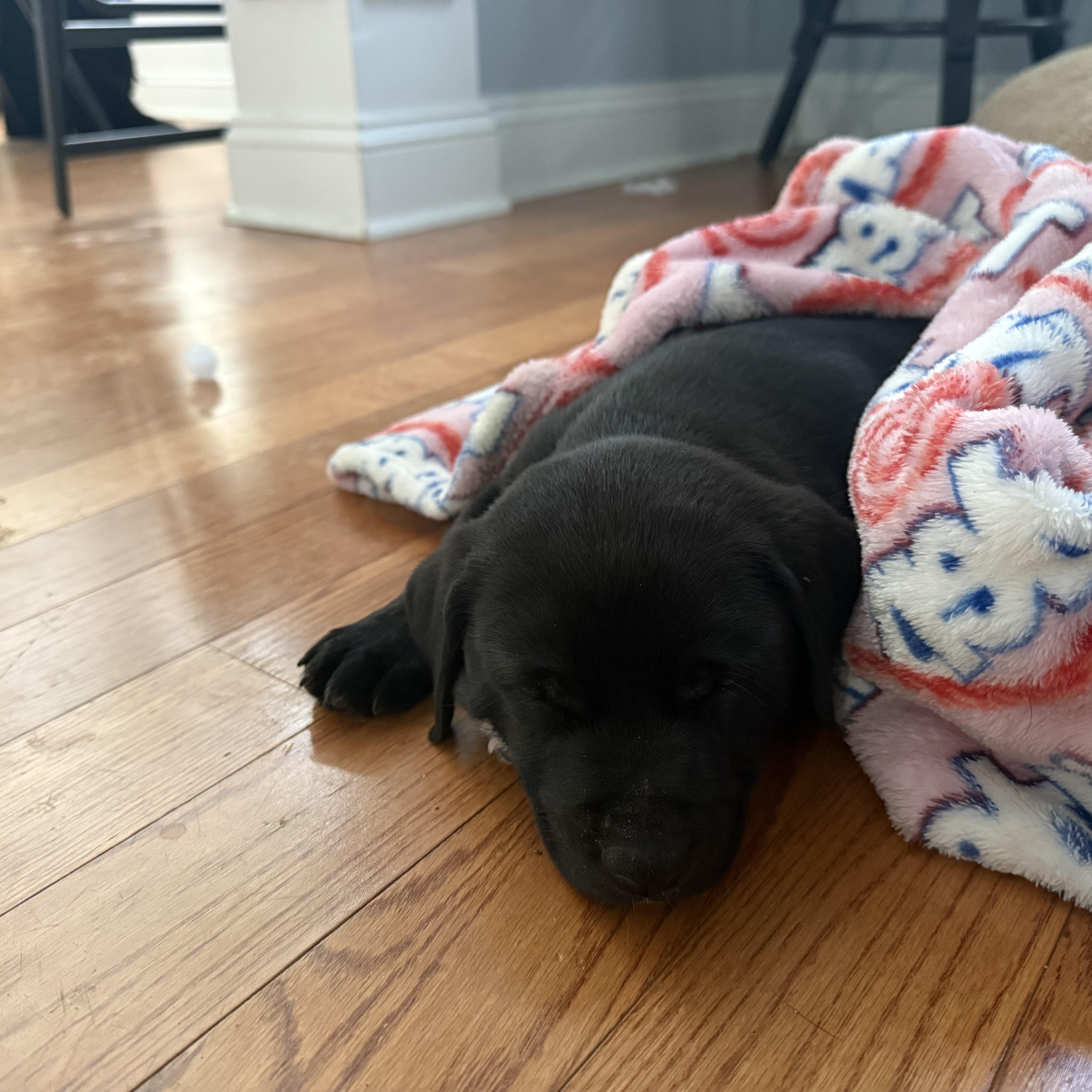 Harmonica thumbnail 4