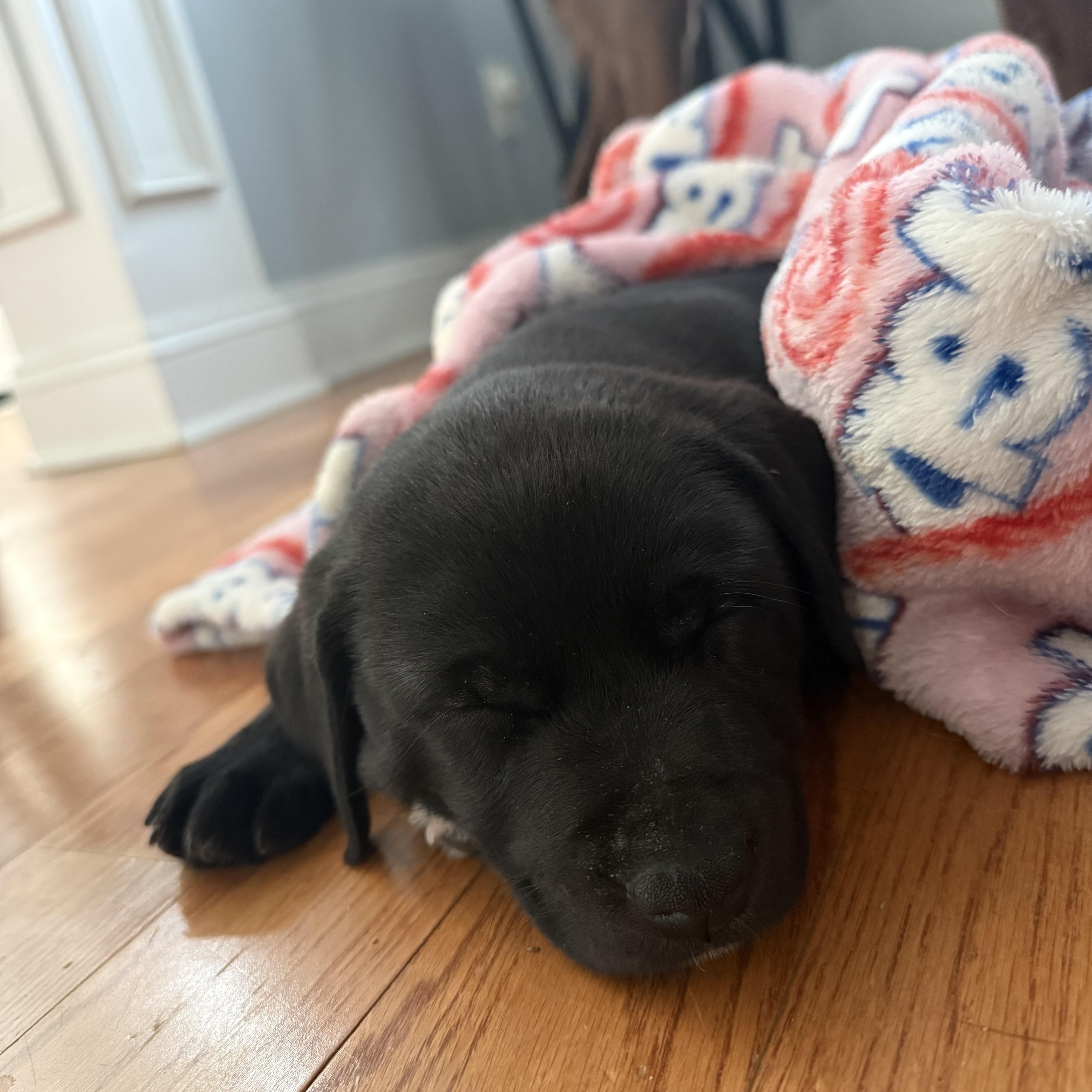 Harmonica thumbnail 5