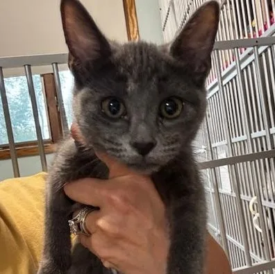 A baby small-sized female Domestic Short Hair cat named Gem for adoption in Hutchinson, MN