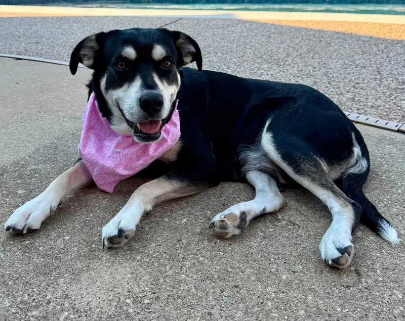 An adult medium-sized female Shepherd dog named Bonnie for adoption in Southlake, TX