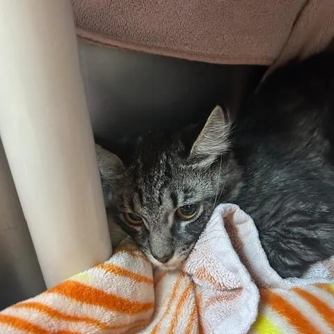 A baby small-sized female Gray / Blue / Silver Domestic Short Hair cat named Prosciutto for adoption in Springfield, MA
