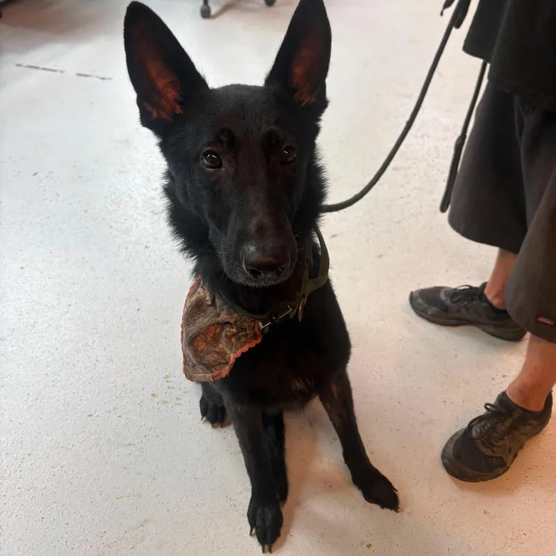 An adult small-sized male Black Mixed Breed dog named Paul Munsky Stray Hold for adoption in Huntington, WV