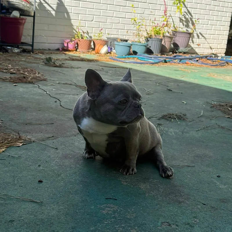 Yaya Chanel thumbnail 4