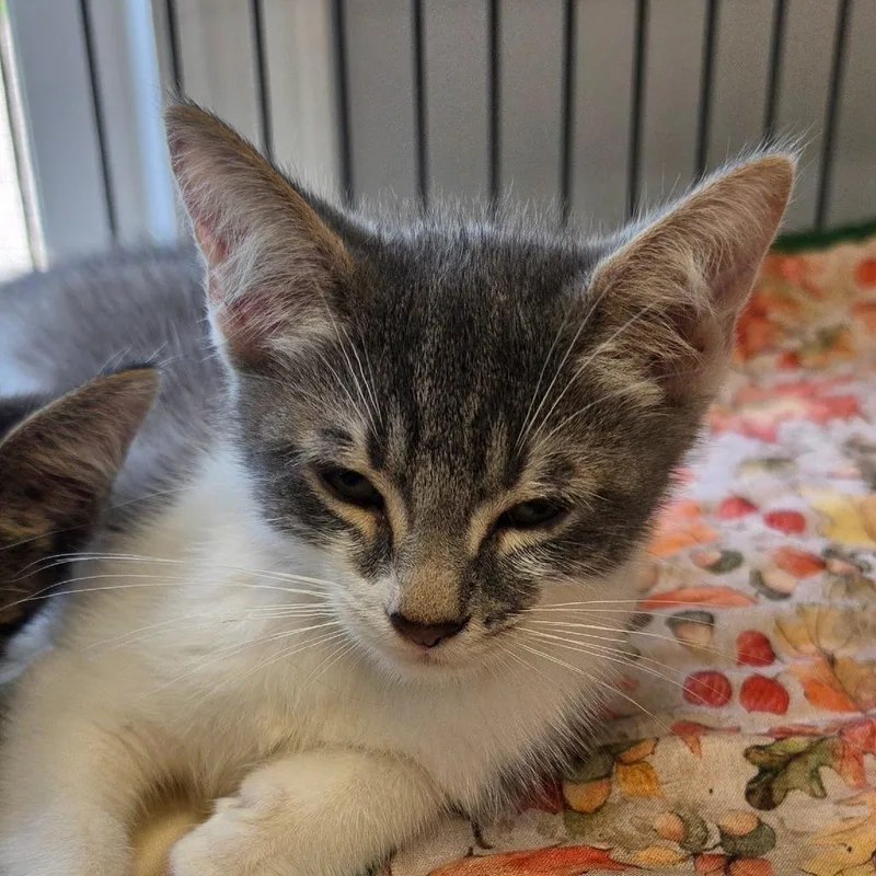 A baby small-sized male Domestic Short Hair cat named Columbo for adoption in Muncie, IN
