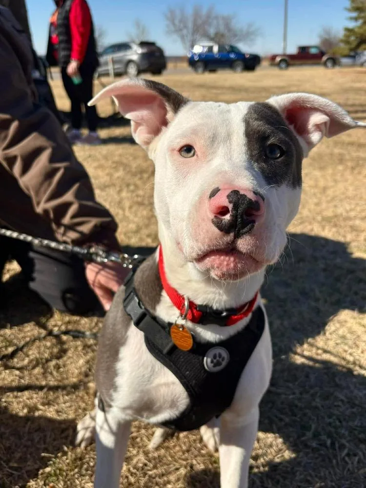 A baby large-sized male Tricolor (Brown, Black, & White) Staffordshire Bull Terrier dog named Robin for adoption in Shawnee, OK