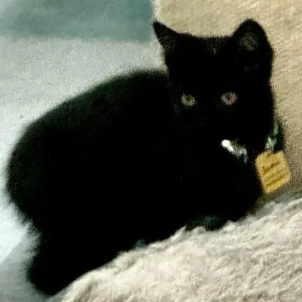 A baby medium-sized female Black Bombay cat named Sadie Sweet and for adoption in Hoquiam, WA