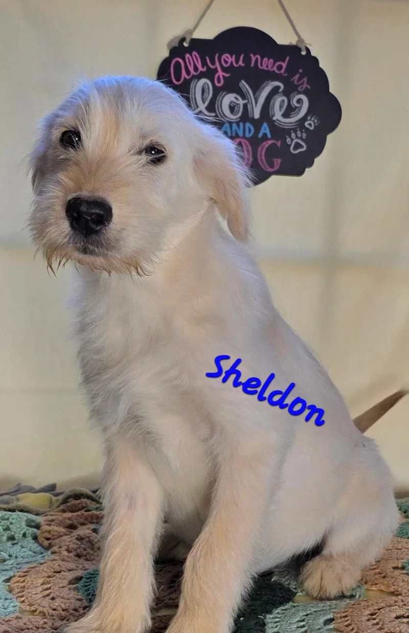 A baby medium-sized male Yellow / Tan / Blond / Fawn Labradoodle dog named Sheldon for adoption in Watertown, CT