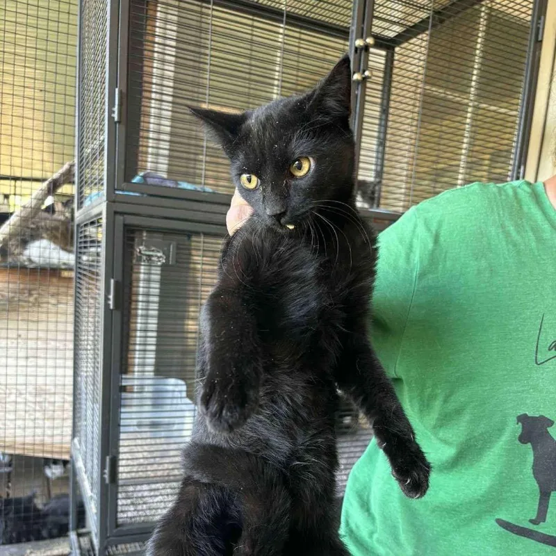 A young small-sized male Black Domestic Short Hair cat named Rocket for adoption in Nampa, ID