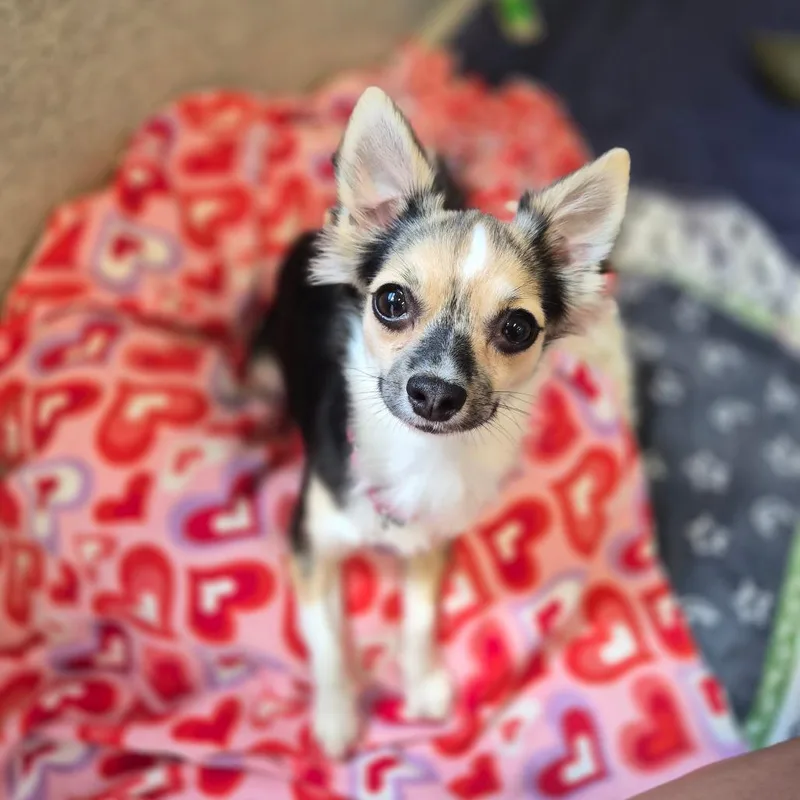 A young small-sized female Black Chihuahua dog named Indigo for adoption in Woodstock, IL