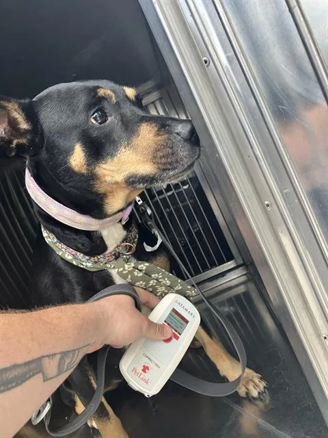 An adult medium-sized female Mixed Breed dog named Pashion for adoption in Dallas, TX