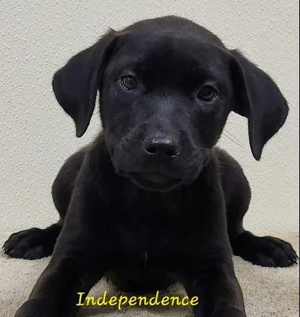 A baby medium-sized female Black Mixed Breed dog named Independence for adoption in Groveland, MA