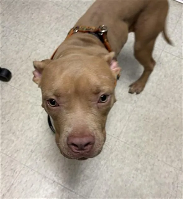 A young medium-sized female Pit Bull Terrier dog named Tilly A for adoption in Plano, TX