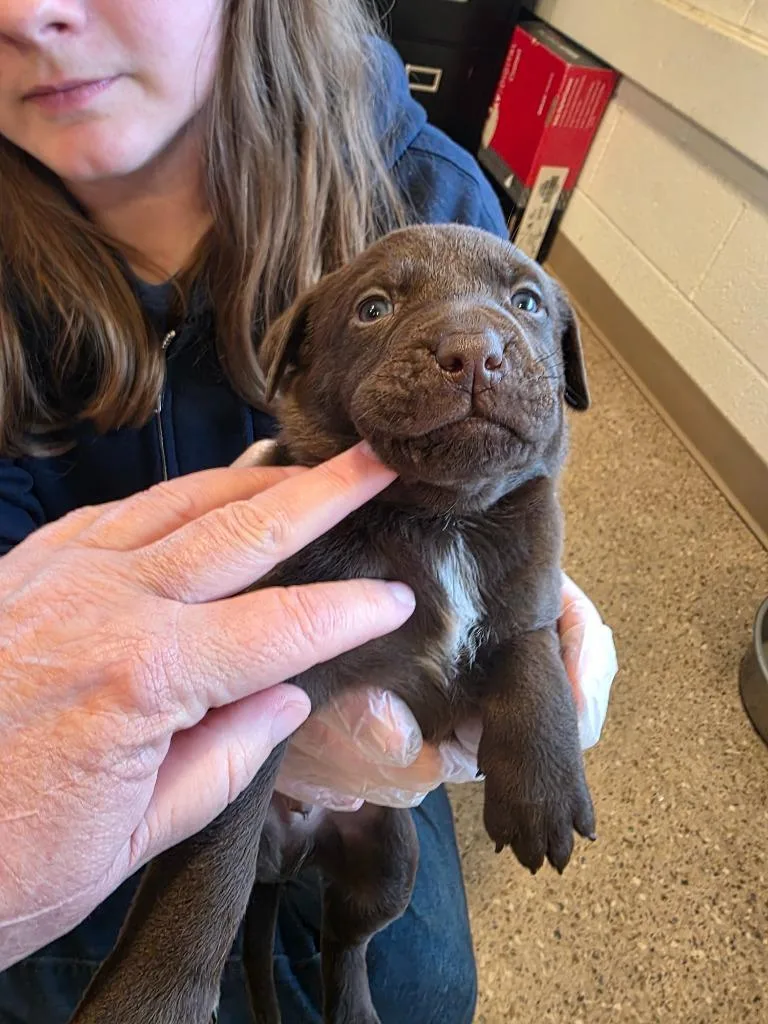 A baby medium-sized male Labrador Retriever dog named Angus for adoption in Gold Beach, OR