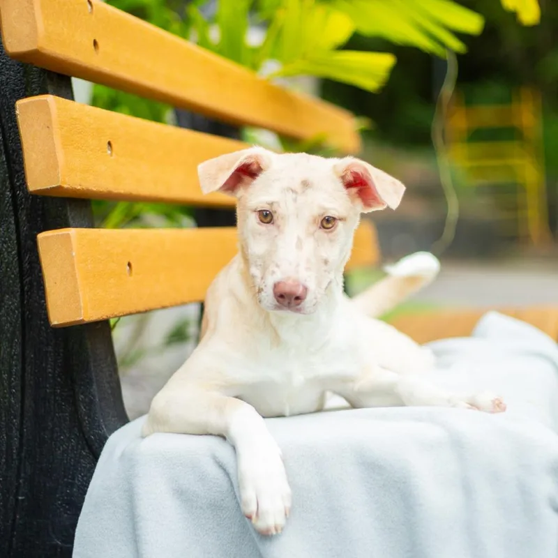 Honeybun thumbnail 3