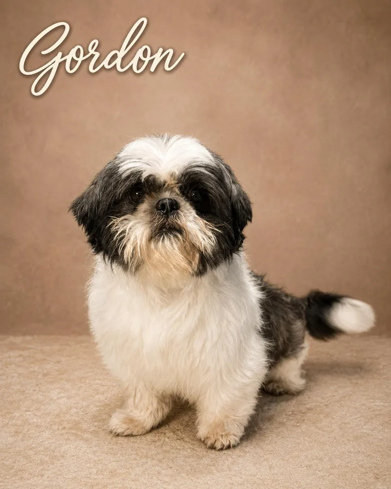 An adult small-sized male Shih Tzu dog named Gordon for adoption in Knoxville, TN
