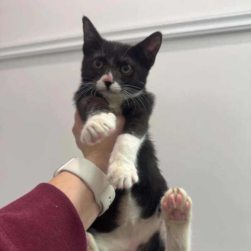 A baby small-sized female Black Domestic Short Hair cat named Shiba for adoption in Jersey City, NJ