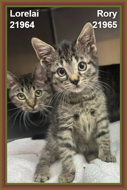 A baby medium-sized female Tabby (Brown / Chocolate) Domestic Short Hair cat named Rory for adoption in Marietta, GA