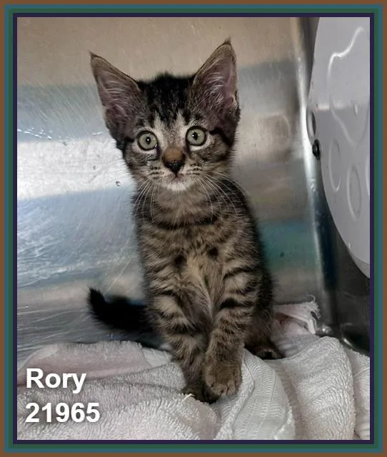 Rory thumbnail 3