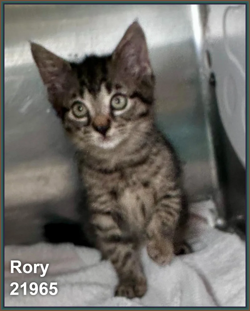 Rory thumbnail 4