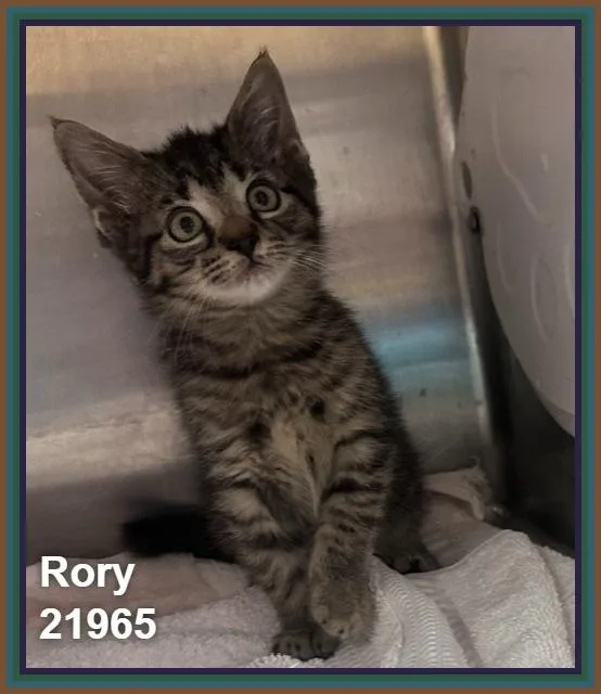 Rory thumbnail 5