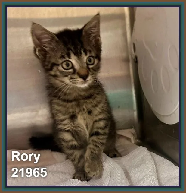 Rory thumbnail 6