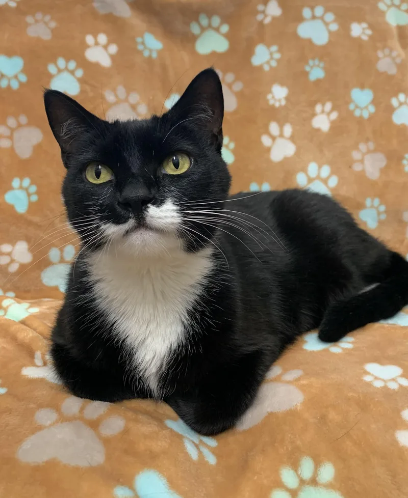 An adult large-sized female Black & White / Tuxedo Domestic Short Hair cat named Bubbles for adoption in Bisbee, AZ