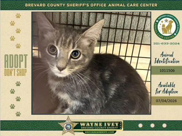 A baby small-sized male Domestic Short Hair cat named Chester for adoption in Melbourne, FL