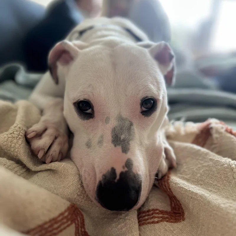 Treasure Chest thumbnail 2