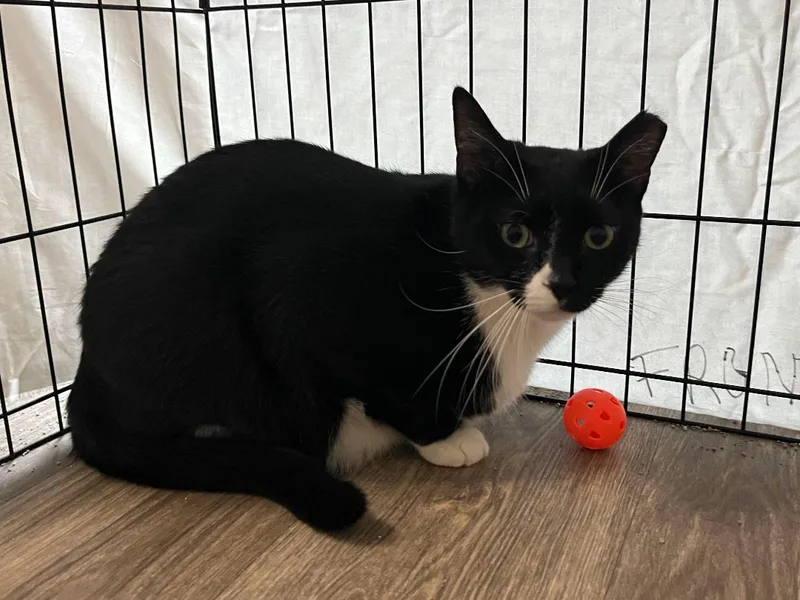 An adult large-sized male Domestic Short Hair cat named White sox for adoption in Williamsburg, VA
