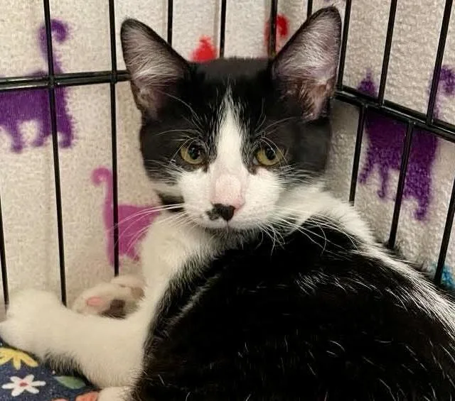A young medium-sized female Black & White / Tuxedo American Shorthair cat named Macadamia for adoption in Vacaville, CA