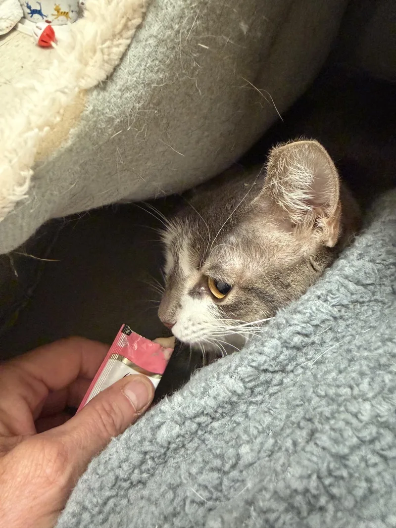 An adult medium-sized male White Domestic Short Hair cat named Ethan Evan and for adoption in Salem, NH