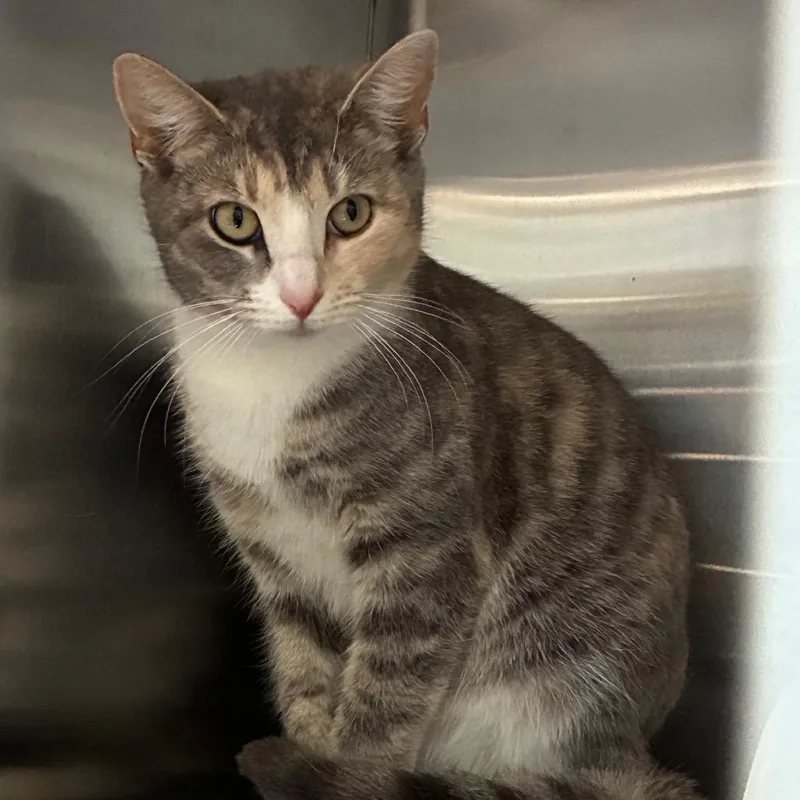A young medium-sized female Torbie Domestic Short Hair cat named Phineas for adoption in Greensboro, NC
