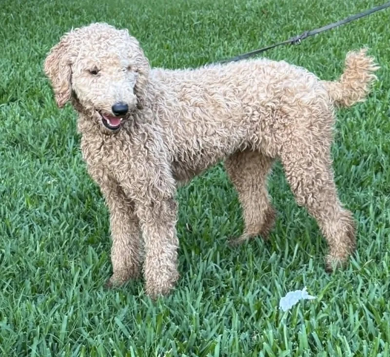 A young medium-sized female Standard Poodle dog named Ziggy for adoption in Allen, TX