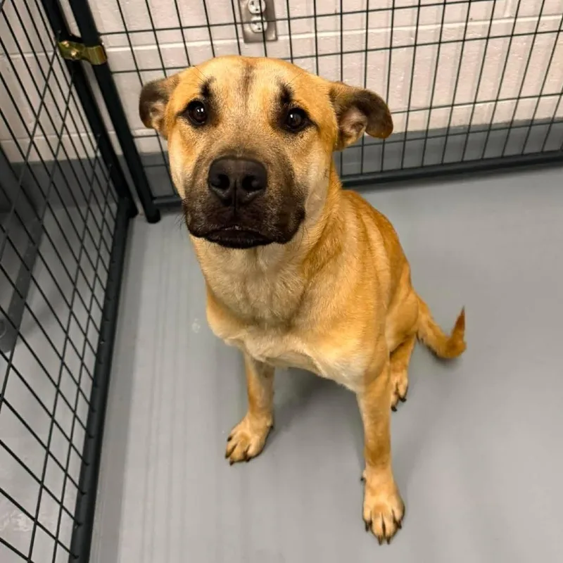 A young large-sized male Yellow / Tan / Blond / Fawn Shepherd dog named Stick for adoption in Rocky Mount, VA