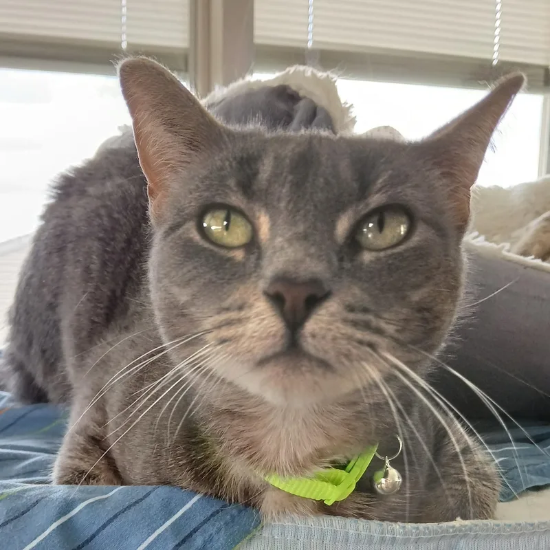 An adult medium-sized female Gray / Blue / Silver Domestic Short Hair cat named Ash for adoption in Germansville, PA