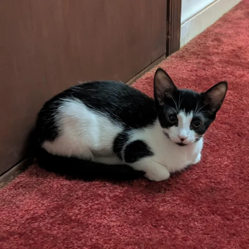 A baby small-sized female Black Domestic Short Hair cat named Midi Bac for adoption in Ashland, VA