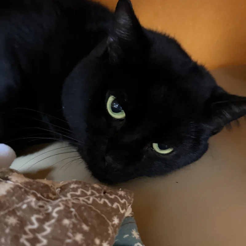 An adult medium-sized male Black Domestic Short Hair cat named Charles for adoption in Elyria, OH